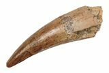 Baby Spinosaurus Tooth - Real Dinosaur Tooth #204328-1